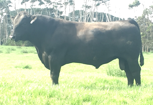 Raff Angus sire